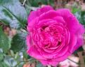 Bernadette Lafont ® rose photo