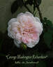 Mademoiselle de Sombreuil rose photo