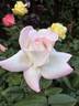 Pristine ® rose photo