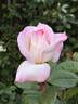Pristine ® rose photo
