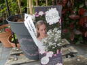 Rosy Boom rose photo