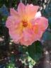 Jardin d'Entêoulet ® rose photo