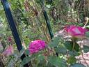 Bernadette Lafont ® rose photo