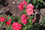Hanagasa rose photo