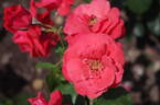 Hanagasa rose photo