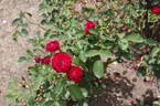 Lilli Marleen rose photo