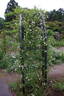 <i>Rosa triphylla</i> Roxburgh ex Hemsley synonym rose photo