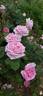 Conrad Ferdinand Meyer rose photo