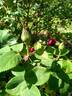 Monsieur Louis Ricard rose photo