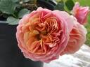 Brandi Hit rose photo