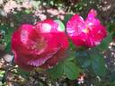 Henri Matisse rose photo