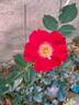 Dortmund rose photo