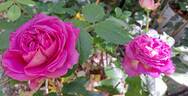 Bernadette Lafont ® rose photo