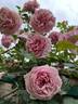 Irène Bonnet rose photo