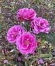 Mornington rose photo