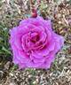 Mornington rose photo