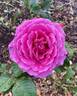 Mornington rose photo