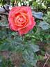 Jardin d'Entêoulet ® rose photo