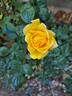 Golden Showers rose photo