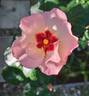 Alissar, Princess of Phoenicia rose photo