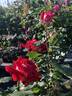 Triumph rose photo