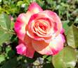 Abracadabra rose photo