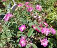 Pink Clouds rose photo