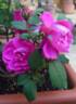 Souvenir de Yeddo rose photo