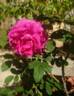 Souvenir de Yeddo rose photo