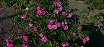Excellenz von Schubert rose photo