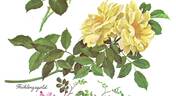 Frühlingsgold rose photo