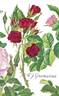 F. J. Grootendorst rose photo