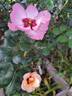Alissar, Princess of Phoenicia rose photo