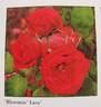 Blooming Easy rose photo