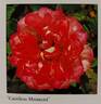 Careless Moment rose photo
