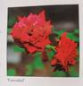 Cascabel rose photo