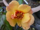 Persian Sun rose photo