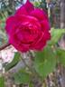Roi de Siam - in commerce rose photo