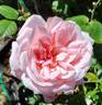 Martina Mondadori rose photo