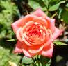 Humdinger rose photo