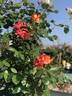 Beryl Formby rose photo