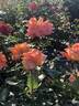 Mevrouw G.A. van Rossem rose photo