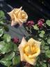 Barbara rose photo