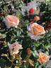 Clodagh McGredy rose photo