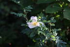 April to Frost rose photo