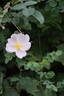 April to Frost rose photo