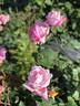 Lady Luck rose photo