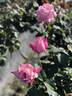 Lady Luck rose photo