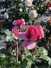 Curly Pink rose photo