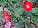 Bee's Paradise rose photo